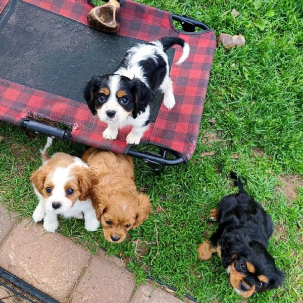  cuccioli di cavalier king charles spaniel maschio e femmina | Foto 2