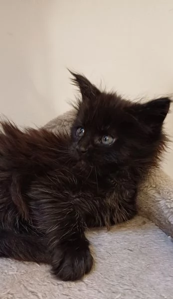 Cuccioli di Maine Coon black smoke  | Foto 0