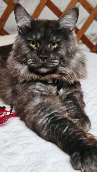 Cucciole di Maine Coon  | Foto 2