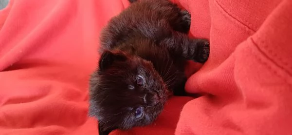 Cuccioli di Maine Coon black smoke  | Foto 0