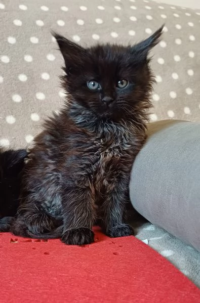 Cucciole di Maine Coon 