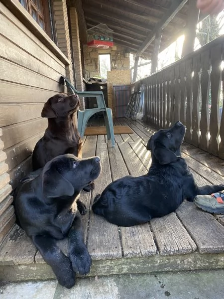 Allevamento Oakenheart labrador cuccioli disponibili