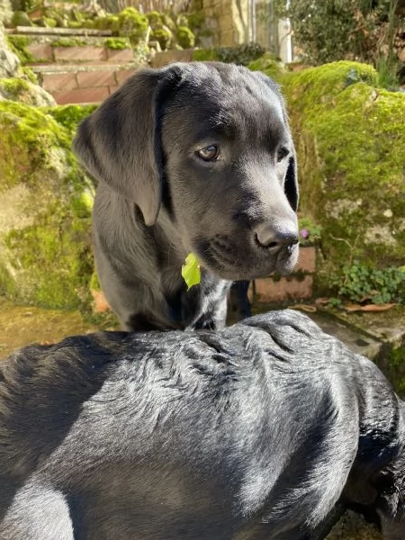 Allevamento Oakenheart labrador cuccioli disponibili | Foto 5