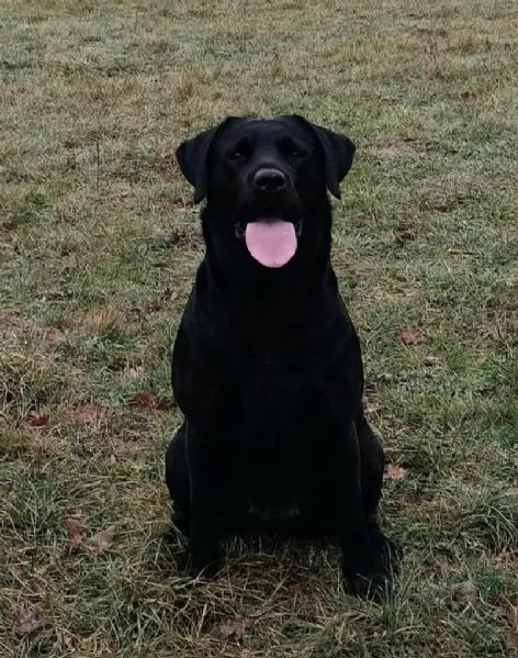 Allevamento Oakenheart labrador cuccioli disponibili