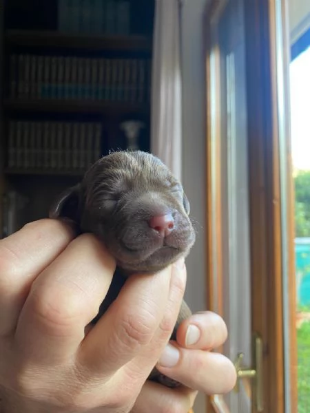 Allevamento Oakenheart labrador cuccioli disponibili | Foto 0