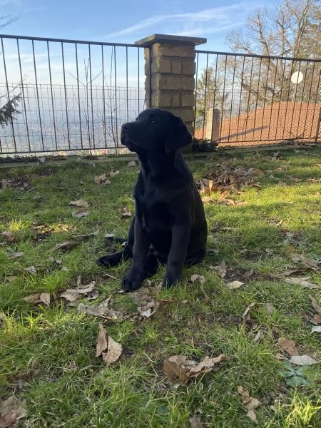 Allevamento Oakenheart labrador cuccioli disponibili | Foto 2