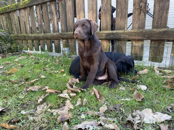 Allevamento Oakenheart labrador cuccioli disponibili | Foto 1