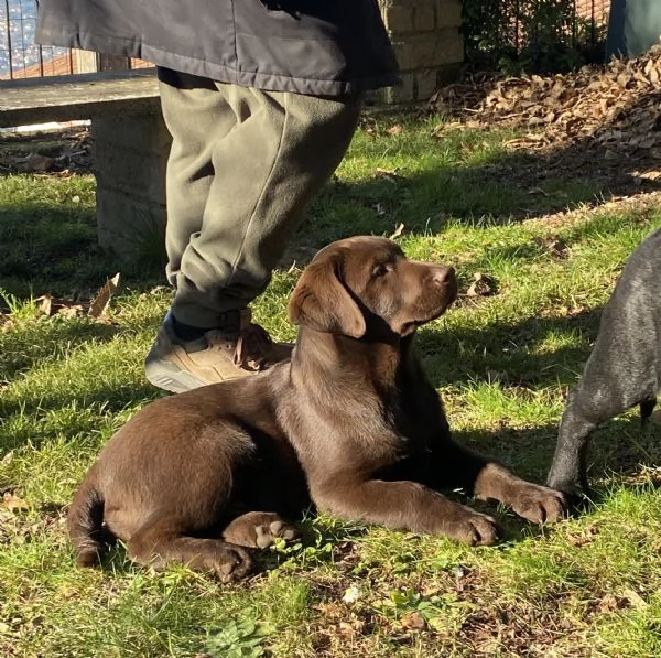 Allevamento Oakenheart labrador cuccioli disponibili | Foto 0