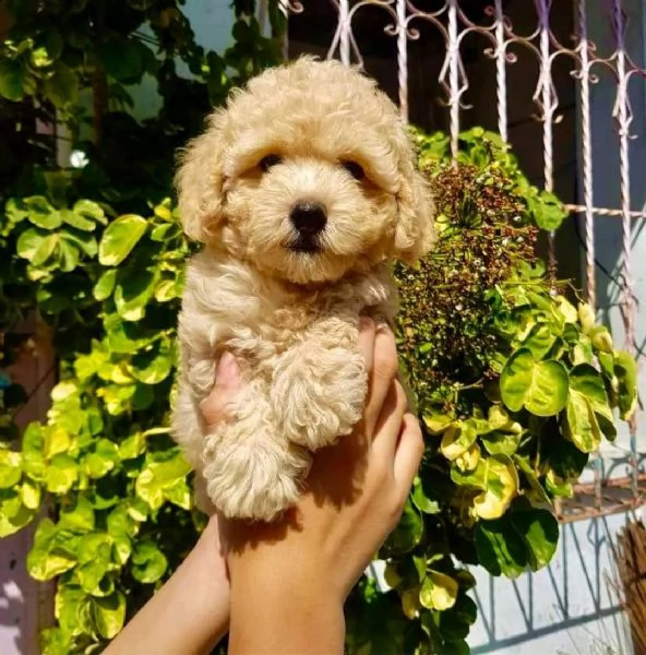 cuccioli di barboncino taglia toy