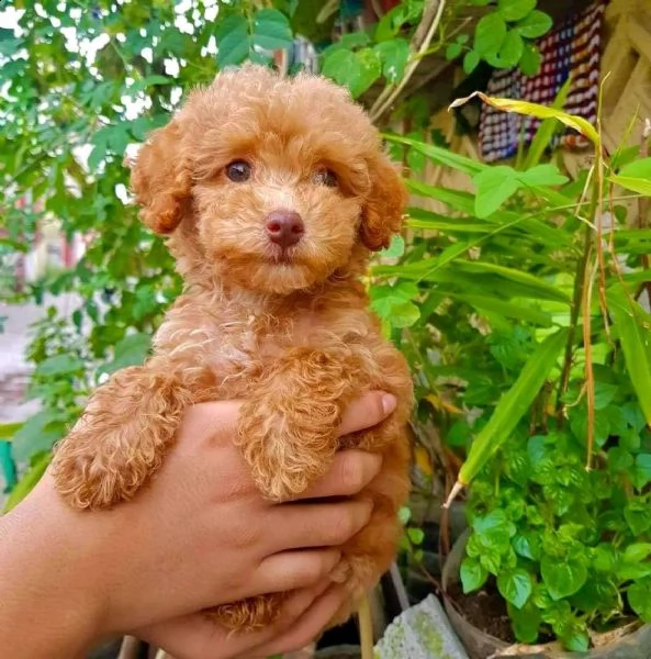 cuccioli di barboncino taglia toy | Foto 0