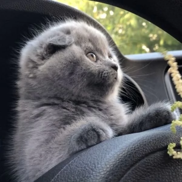 Scottish fold  | Foto 1