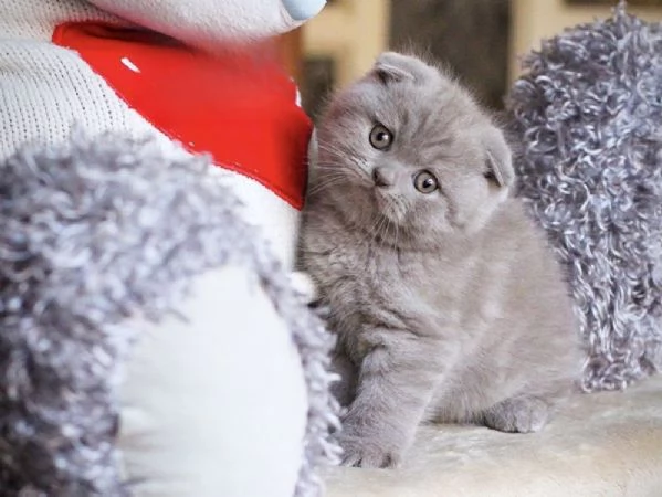 Scottish fold  | Foto 0