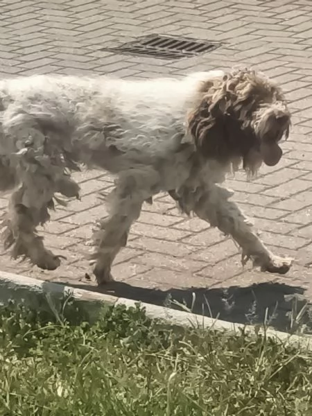 Lagotto romagnolo  | Foto 2