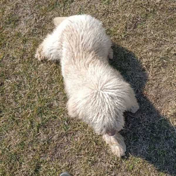 Lagotto romagnolo  | Foto 1