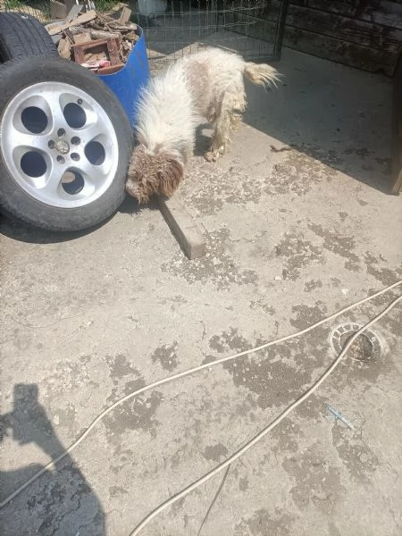 Lagotto romagnolo  | Foto 0