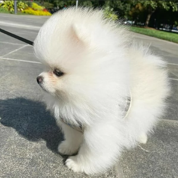 preziosi cuccioli di pomerania in adozione