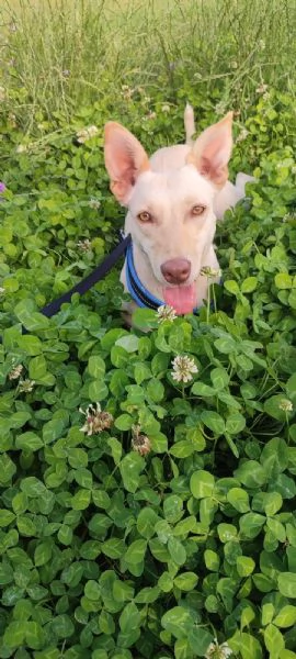 Cagnolina in Adozione 