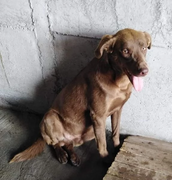 Cagnolino in Adozione  | Foto 1