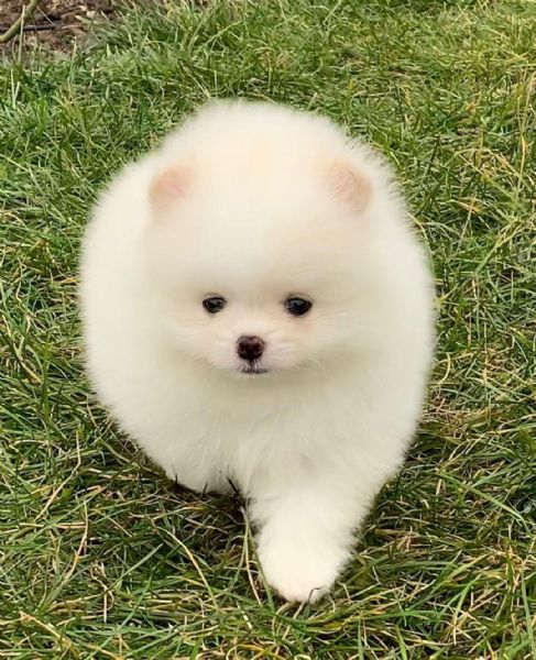 Regalo Cucciolo Volpino Pomerania Da Privato A Bari Preziosi Cuccioli ...