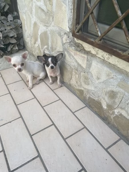 Cucciole di chihuahua toy e chihuahua  | Foto 1