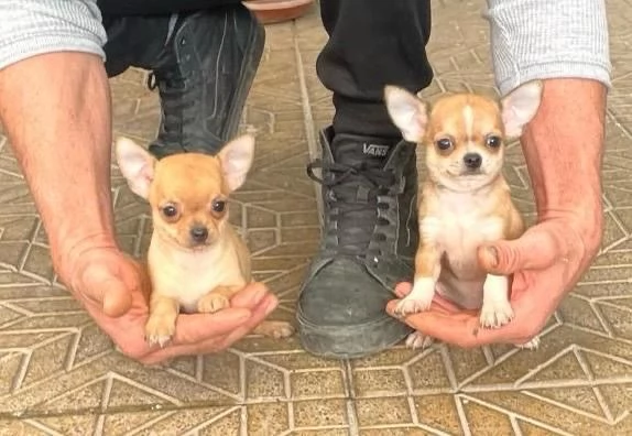 Cuccioli di chihuahua toy  | Foto 1