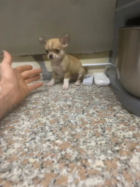 Cuccioli di chihuahua toy  | Foto 0