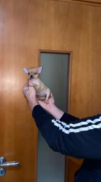 Ultima cucciola di chihuahua toy 