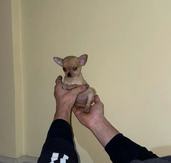 Ultima cucciola di chihuahua toy  | Foto 1