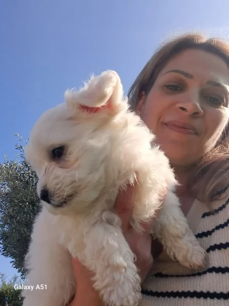 Cucciolo maltese maschio  | Foto 0