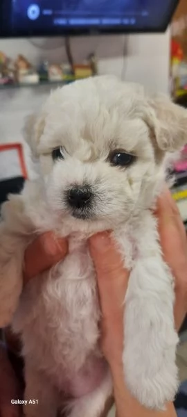 Cucciolo Maltese maschio e femmina taglia piccola  | Foto 6