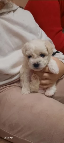 Cucciolo Maltese maschio e femmina taglia piccola  | Foto 5