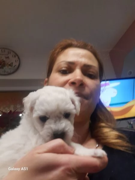 Cucciolo Maltese maschio e femmina taglia piccola  | Foto 3