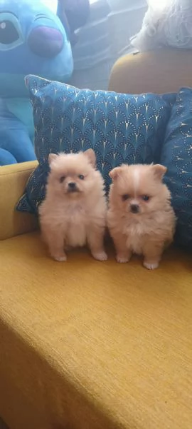 Spitz pomerania  | Foto 4