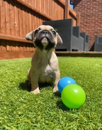 cuccioli di bouledogue francese disponibili oggi | Foto 0