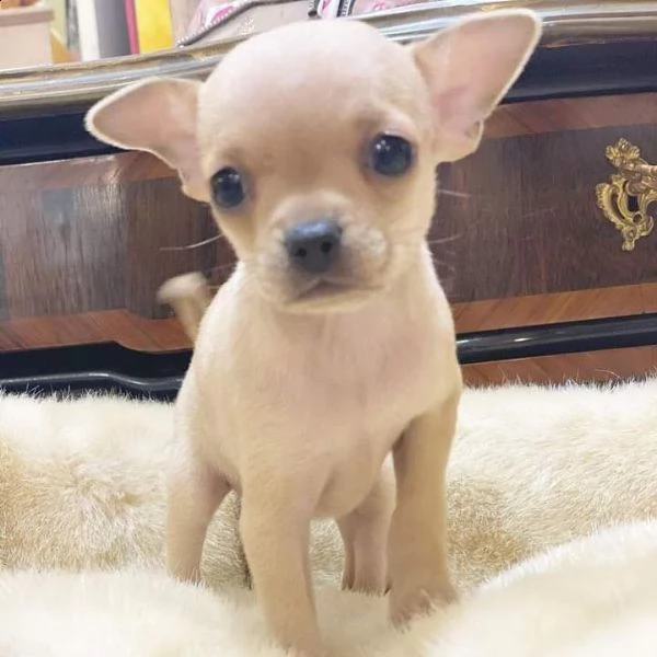 Regalo Chihuahua da Volontario a Arezzo regalo cuccioli di chihuahua