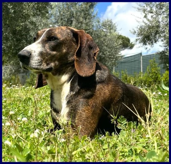 Bolla cagnolina di 5 anni | Foto 2