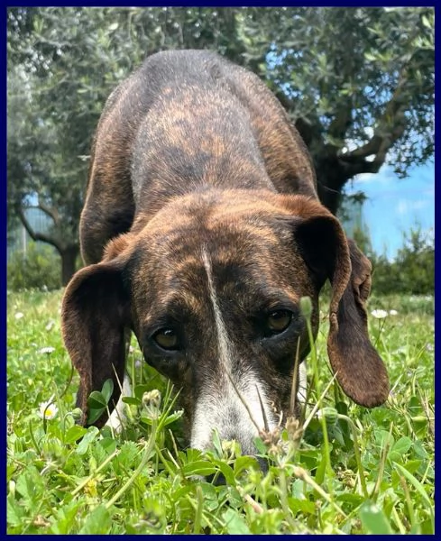 Bolla cagnolina di 5 anni | Foto 0