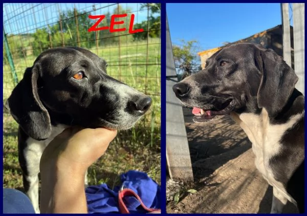 ZEL SEGUGIETTA 4 ANNI | Foto 5