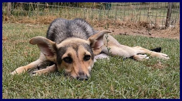 SIHU CUCCIOLONA LUPACCHIOTTA 1 ANNO | Foto 0