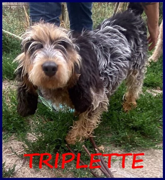 TRIPLETTE SEGUGIETTA 7 ANNI