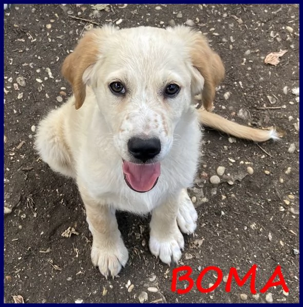 BOMA CUCCIOLO 2 MESI