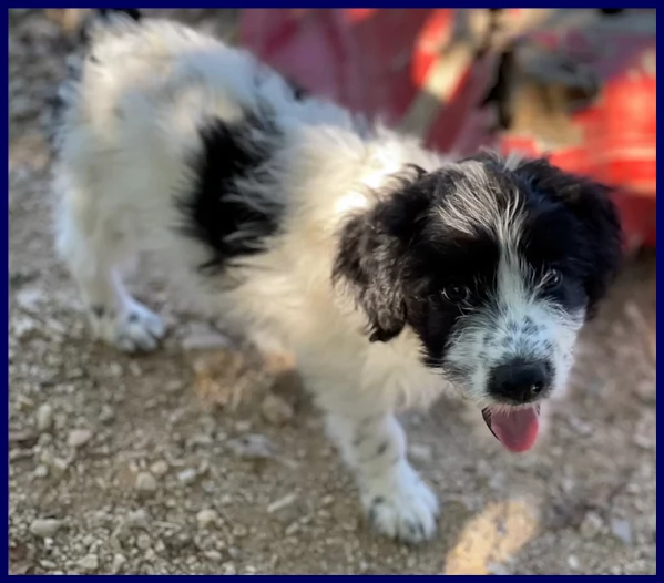 OSTIA TENERA CUCCIOLA 2 MESI | Foto 5