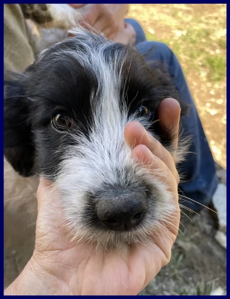 OSTIA TENERA CUCCIOLA 2 MESI | Foto 0