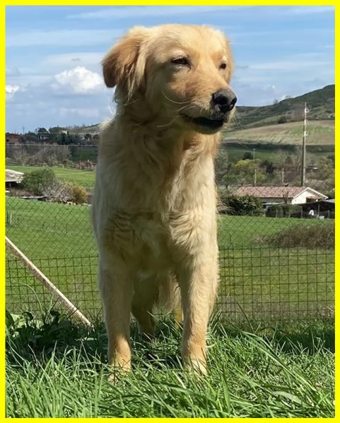 PENNY CUCCIOLONA SIMIL GOLDEN 1 ANNO E MEZZO | Foto 3