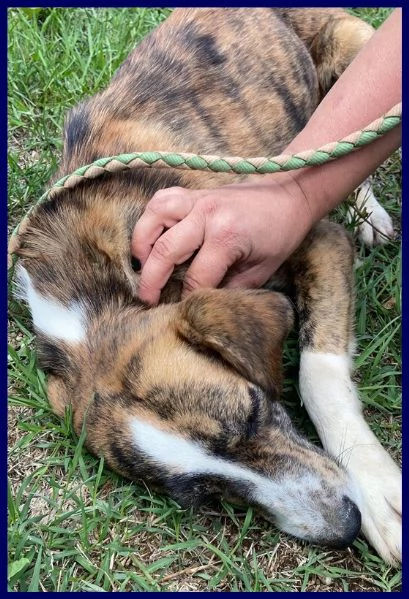 VIGNA 2 ANNI SALVATA DALLA GABBIA | Foto 2