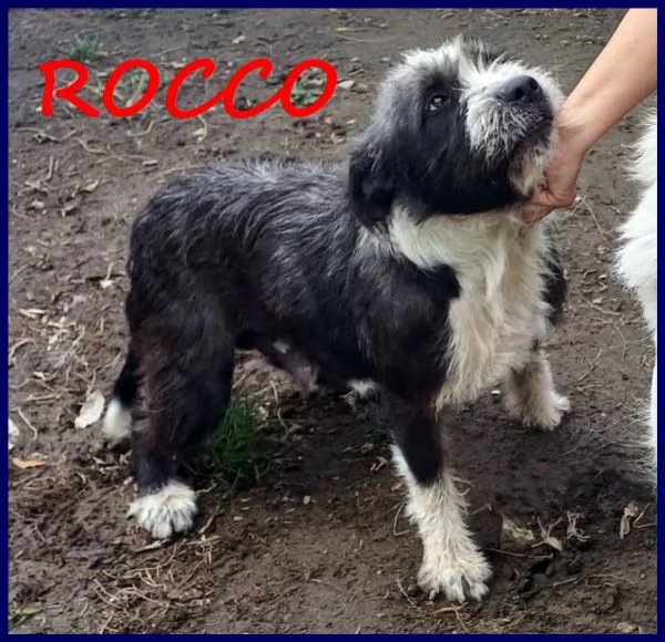 ROCCO CAGNOLINO GIOVANE ED AFFETTUOSO