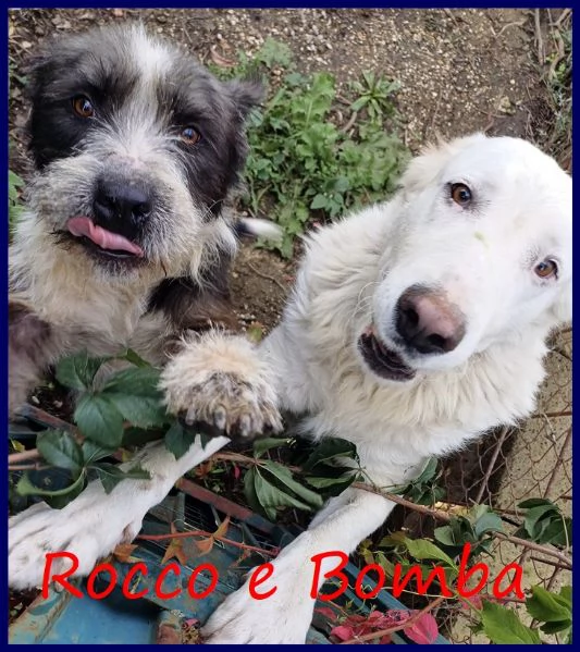 ROCCO CAGNOLINO GIOVANE ED AFFETTUOSO | Foto 0