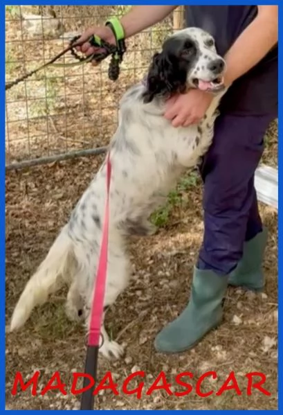 MADAGASCAR SETTER SFORTUNATO