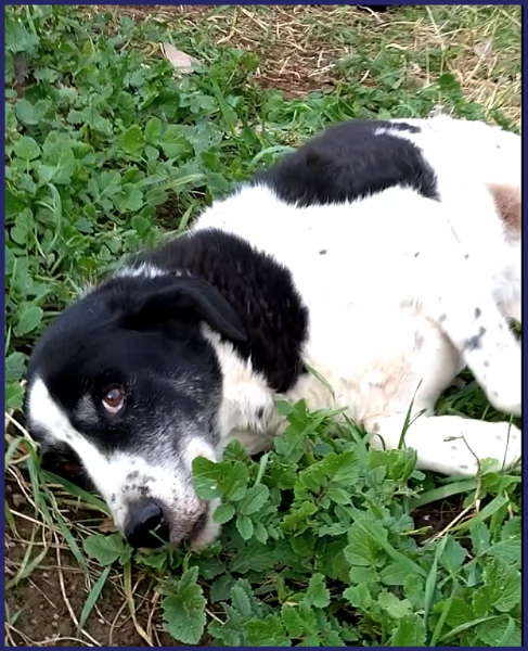 CHIANINA 12 ANNI DI VITA IN GABBIA | Foto 6