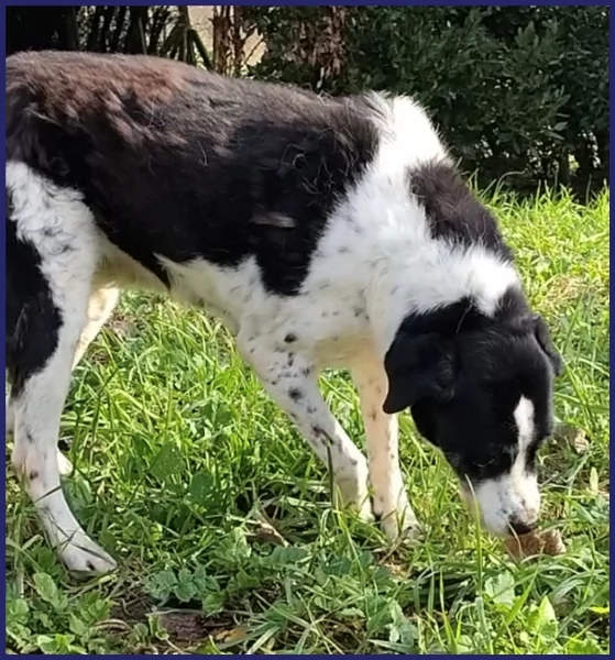 CHIANINA 12 ANNI DI VITA IN GABBIA | Foto 0